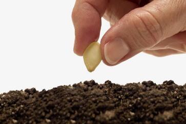 蔬菜種子栽培技術(shù)-<b>夏天播種、栽培注意事項(xiàng)</b>