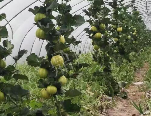 蔬菜種子種植戶客戶點(diǎn)評(píng)-我的乖乖，一株坐果15個(gè)，6元1斤，好賣得很！