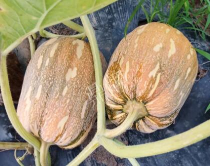 蔬菜種子種植戶客戶點評-“押寶”押對了，押對這個品種賺了2倍錢！