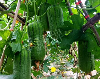 蔬菜種子種植戶客戶點評-這個新品種，讓我“頭痛”…