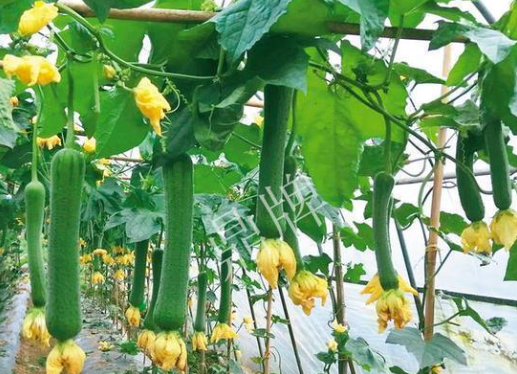 蔬菜種子栽培技術(shù)-<b>主要病蟲害的識(shí)別與防治</b>