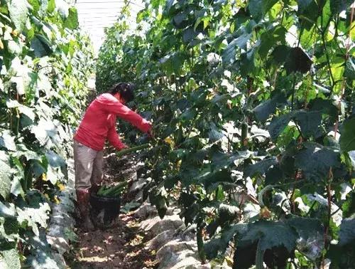 優(yōu)秀絲瓜作品展播，請(qǐng)為菜農(nóng)劉健平夫婦點(diǎn)贊