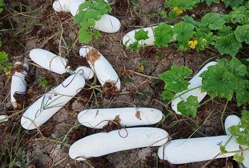 您種植過“堆堆瓜”嗎？看一看，地上全是瓜！一睹芳容