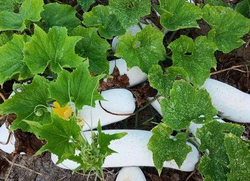 您種植過“堆堆瓜”嗎？看一看，地上全是瓜！一睹芳容