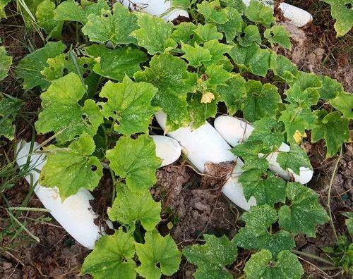 您種植過“堆堆瓜”嗎？看一看，地上全是瓜！一睹芳容