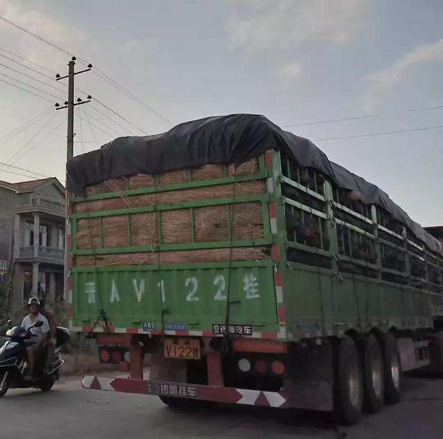 種南瓜竟然種出“麻煩”了，瓜販搶購，電視臺記者也趕來了