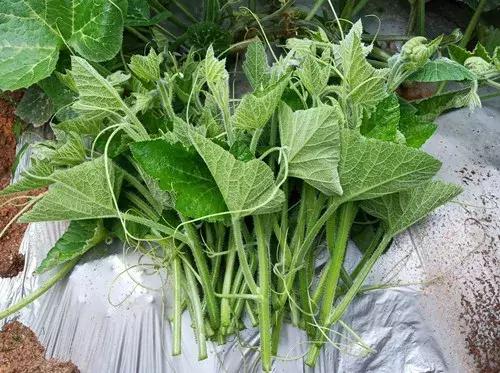 菜農(nóng)種植無需噴農(nóng)藥的蔬菜，不僅栽培簡單、而且效益高