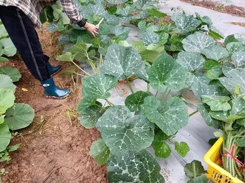 菜農(nóng)種植無需噴農(nóng)藥的蔬菜，不僅栽培簡單、而且效益高