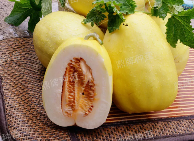 雇工難、成本高，想種甜瓜怎么辦？