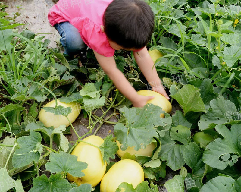 雇工難、成本高，想種甜瓜怎么辦？