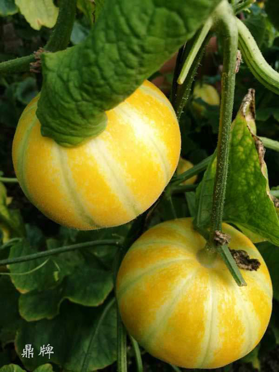 就這4個(gè)薄皮甜瓜，畝產(chǎn)萬斤很輕松，瓜果菜農(nóng)搶著種植