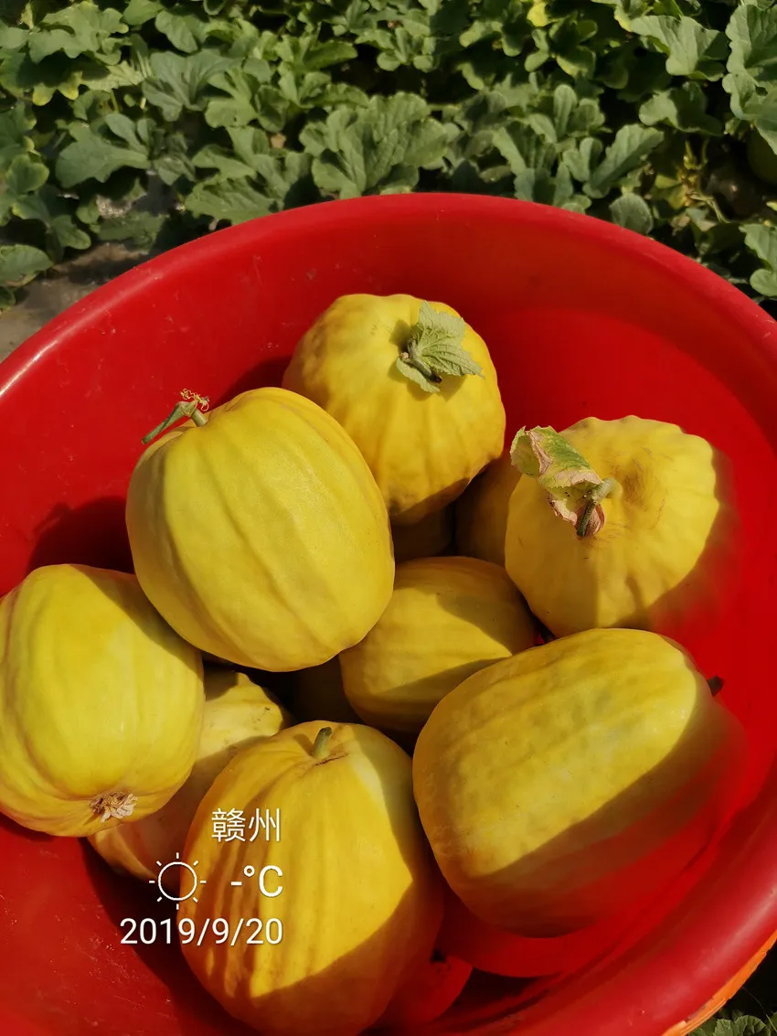 高溫季節(jié)種植甜瓜，什么品種最好？這個(gè)品種是秋季上市的專(zhuān)用品種