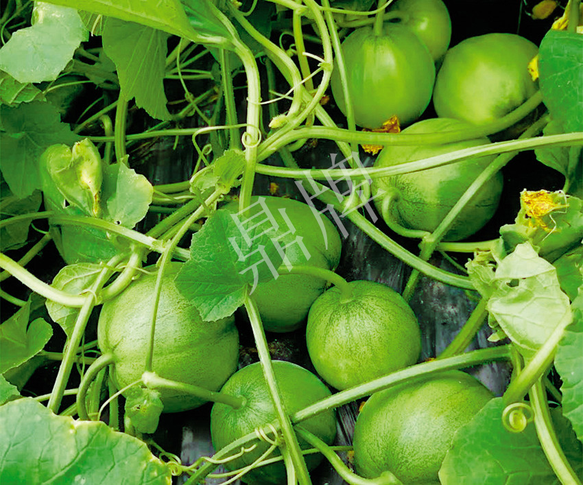 7元一斤還遭瘋搶，畝收益超2萬元！到底什么甜瓜能這么牛？