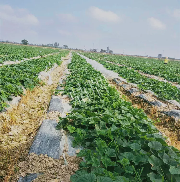 7元一斤還遭瘋搶，畝收益超2萬元！到底什么甜瓜能這么牛？