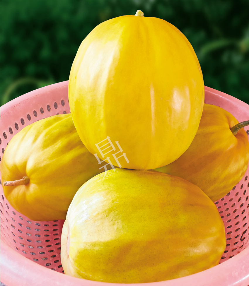 優(yōu)質(zhì)甜瓜新品種！畝產(chǎn)最高可達(dá)7000斤！還沒(méi)有畸形瓜