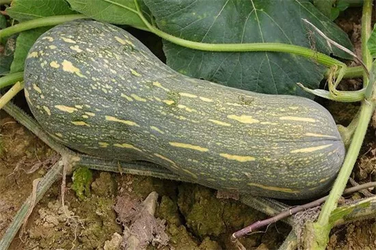 知道最甜最面的南瓜品種嗎？盤(pán)點(diǎn)十種有營(yíng)養(yǎng)的甜面南瓜...