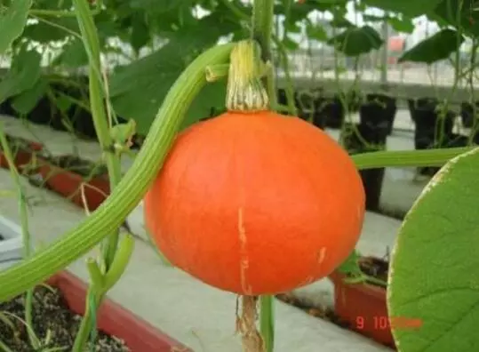 知道最甜最面的南瓜品種嗎？盤(pán)點(diǎn)十種有營(yíng)養(yǎng)的甜面南瓜...