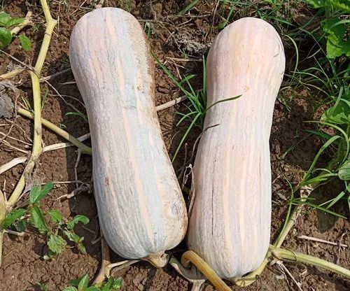 生吃都好吃南瓜新品種，沒有大肚子，肉質(zhì)更密致，農(nóng)戶試種下