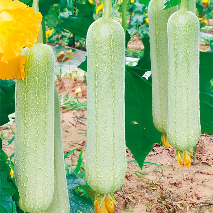 絲瓜新品種層不出窮，2021年，哪個絲瓜品種最值得種植？