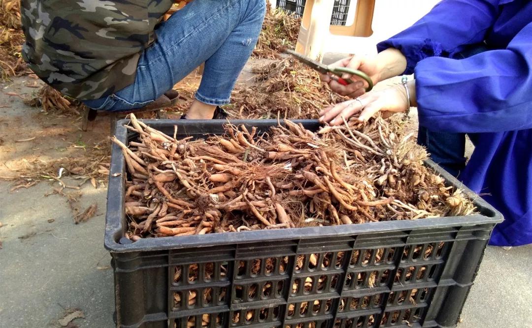 一斤接近20塊，原來它才是最火的國民蔬菜！全國都適種