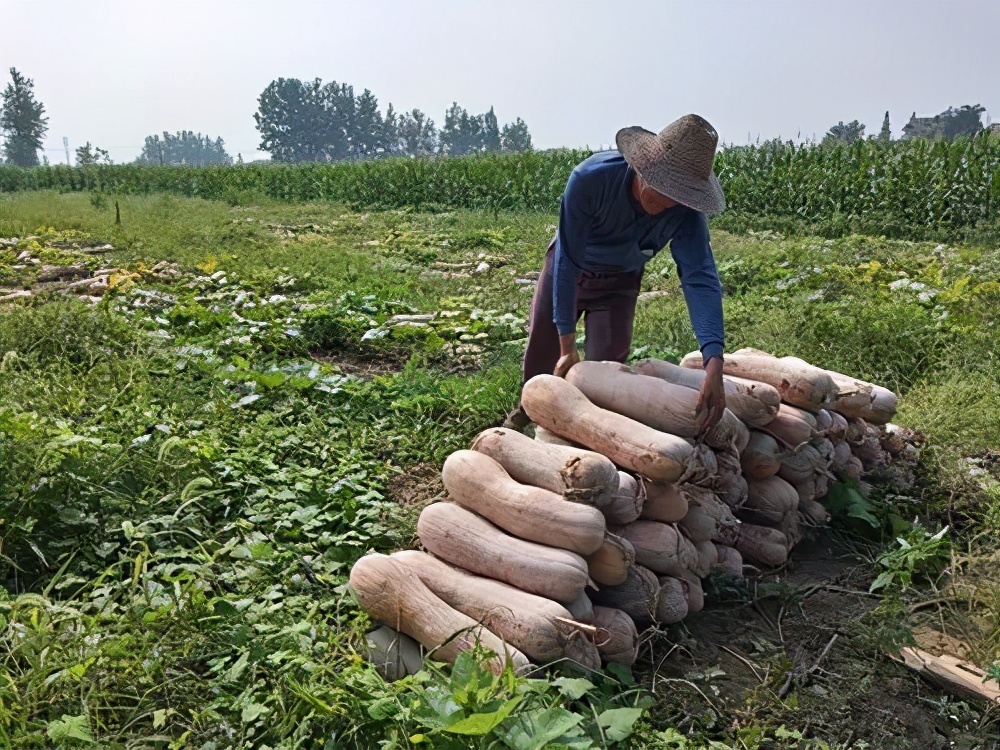 一位轉(zhuǎn)業(yè)后的特種兵，辦農(nóng)場種瓜菜，靠1個優(yōu)點，年賺200萬