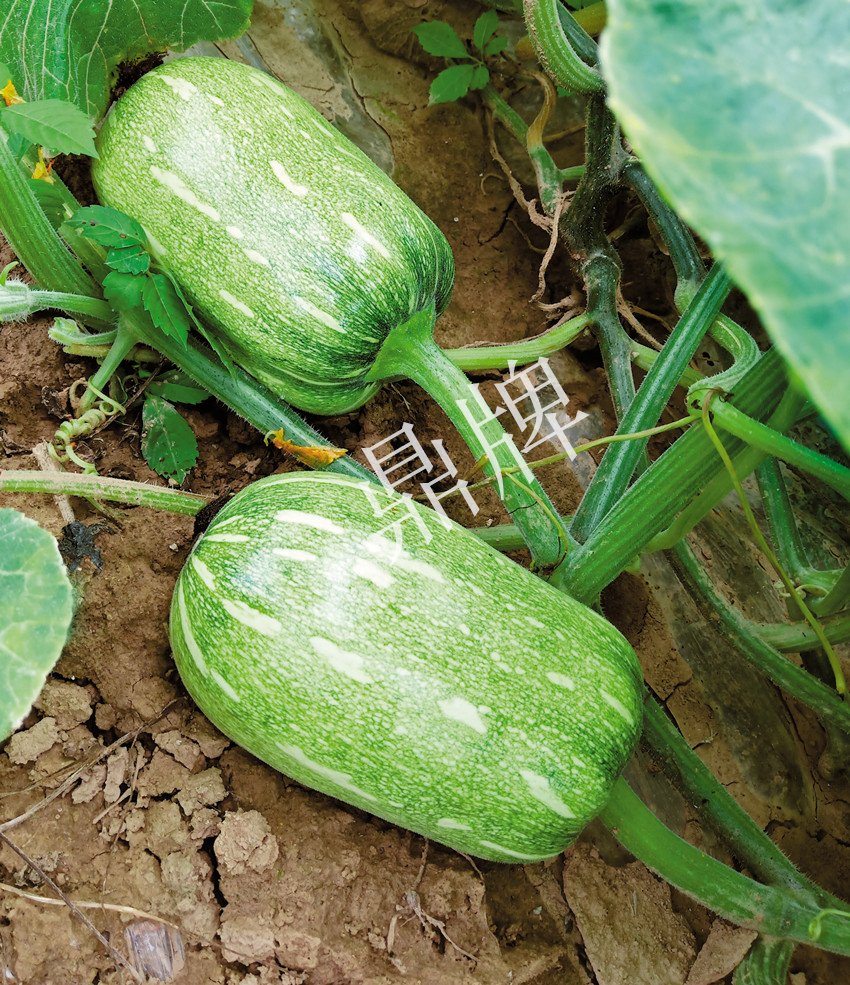 畝產(chǎn)6000公斤的南瓜上市，20年科研他就為打造1個(gè)爆款品種