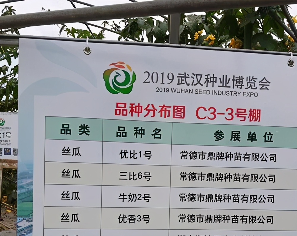 這個絲瓜畝產(chǎn)可達(dá)8000公斤，菜農(nóng)2021年致富的絲瓜品種