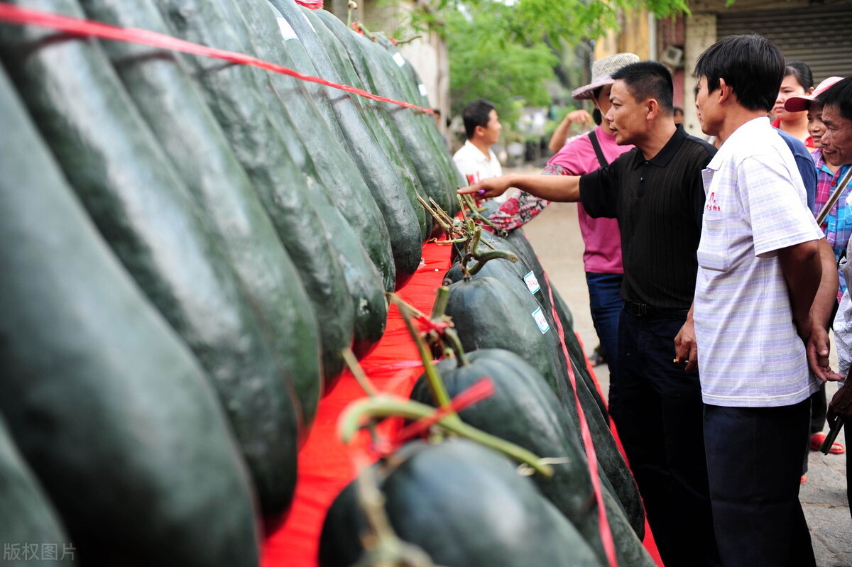 這個(gè)冬瓜品種放1年不壞，口感脆甜，多年科研就為打造這1個(gè)爆品