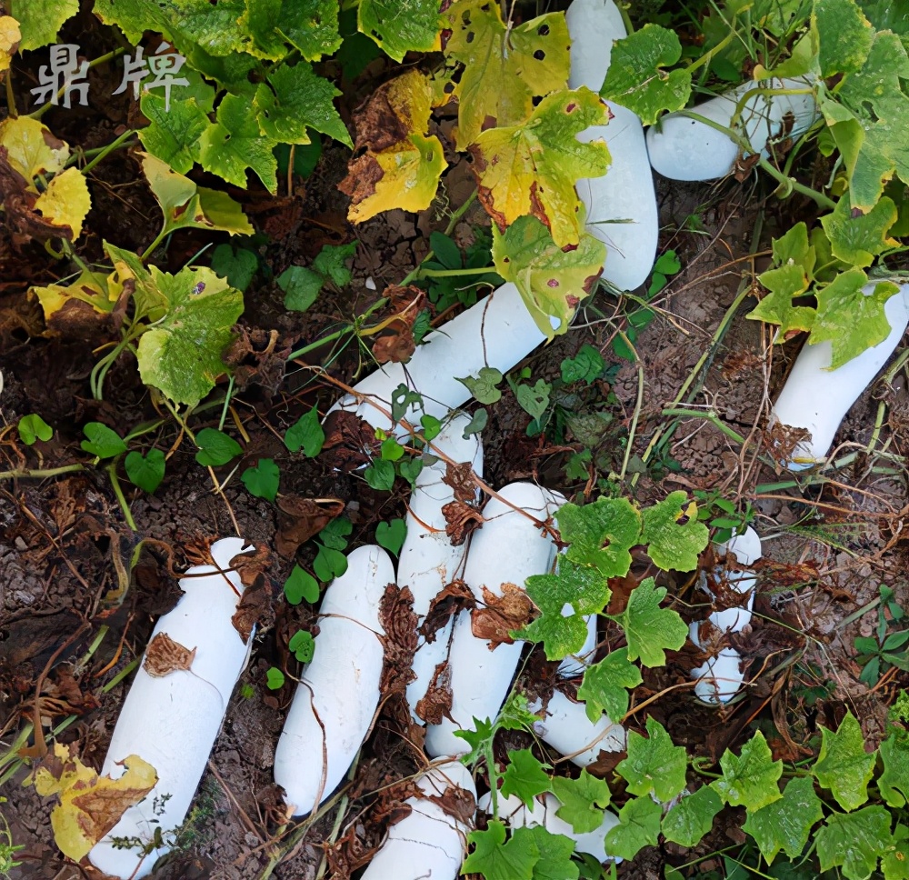 這個(gè)冬瓜品種放1年不壞，口感脆甜，多年科研就為打造這1個(gè)爆品