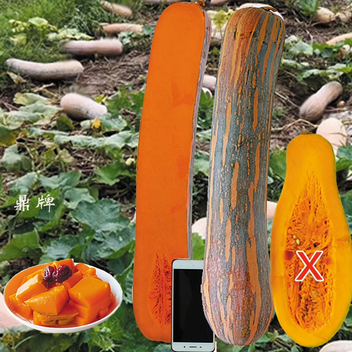 時(shí)隔三年，向錢蔥、姜你軍又來了，心動了嗎？來年你會換品種嗎？