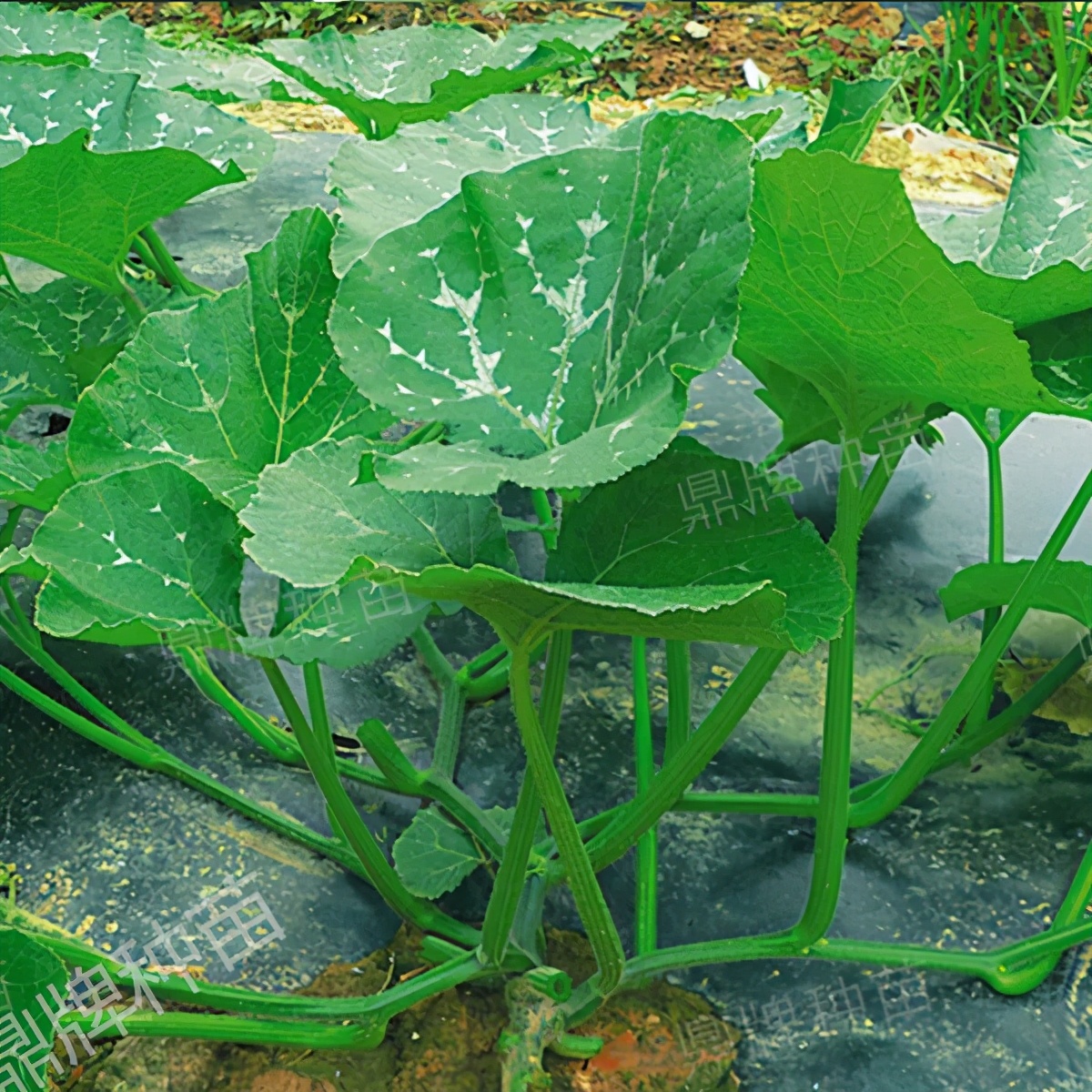 種這種綠葉菜，栽培輕松，畝產(chǎn)值過萬元，菜農(nóng)表示很劃算