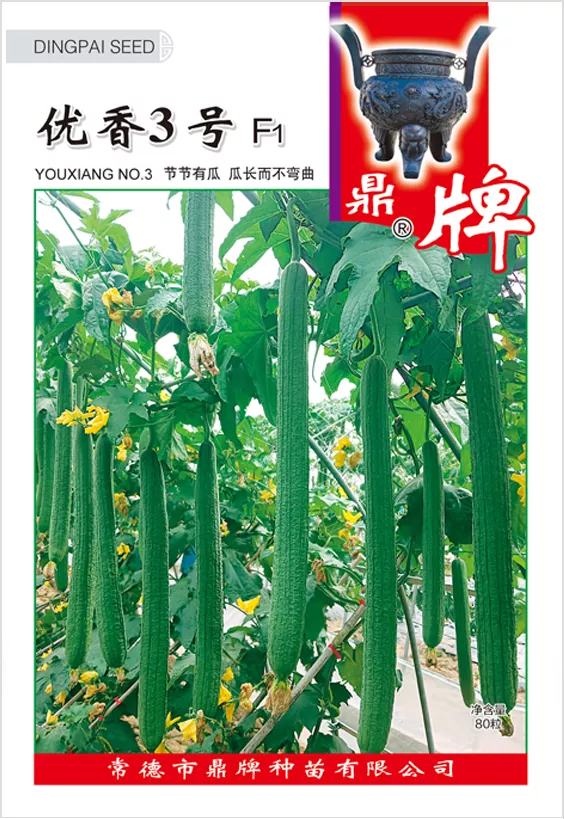 它是絲瓜種植戶的新選擇，節(jié)節(jié)有瓜，瓜長(zhǎng)而不彎曲