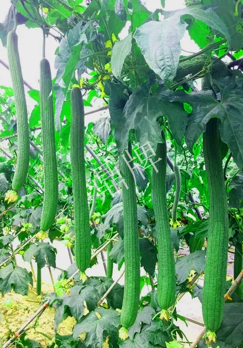 它是絲瓜種植戶的新選擇，節(jié)節(jié)有瓜，瓜長(zhǎng)而不彎曲