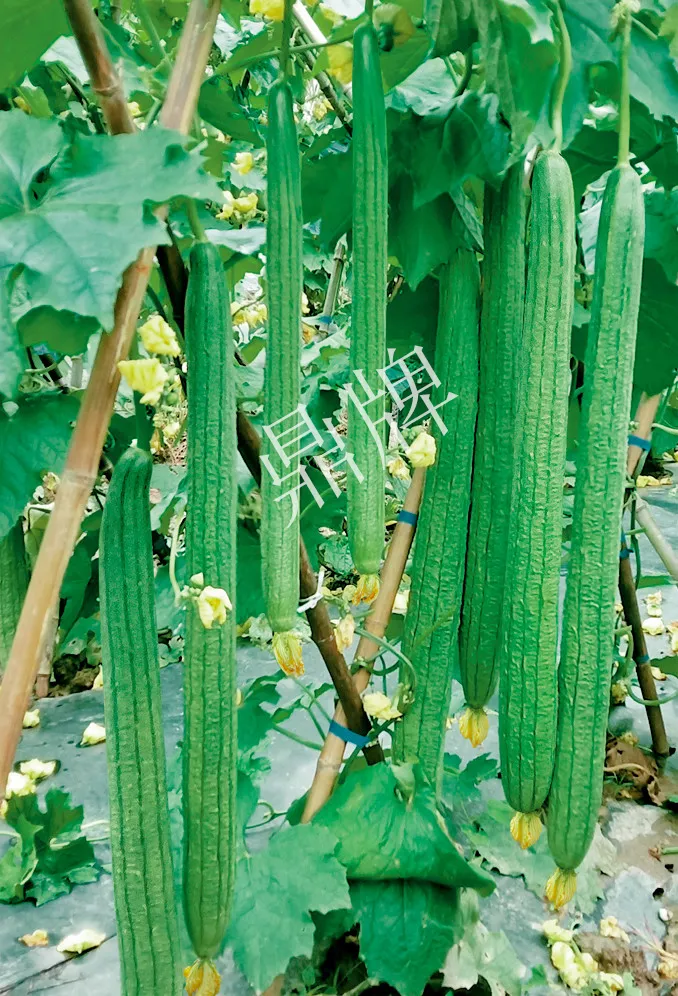 它是絲瓜種植戶的新選擇，節(jié)節(jié)有瓜，瓜長(zhǎng)而不彎曲