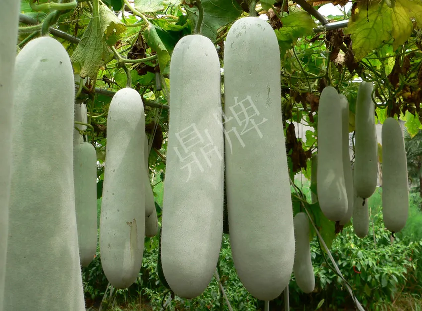 這個(gè)品種太優(yōu)秀了！耐儲(chǔ)耐運(yùn)，適合大面積種植，菜農(nóng)瓜販都喜歡