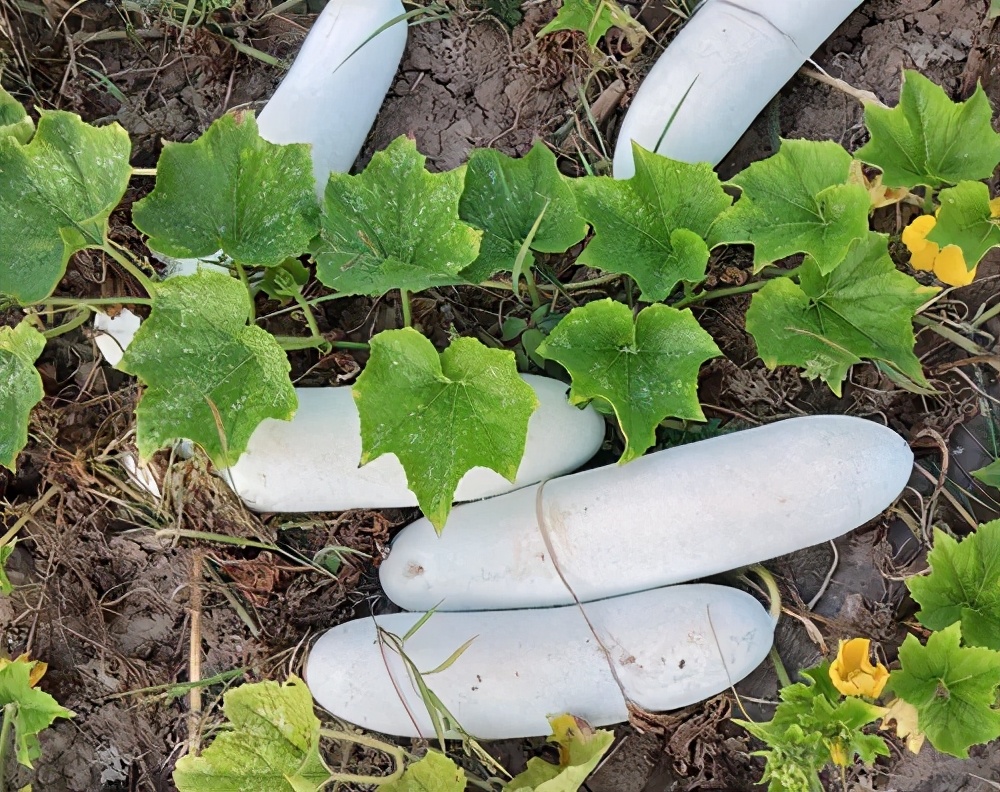 這個(gè)品種太優(yōu)秀了！耐儲(chǔ)耐運(yùn)，適合大面積種植，菜農(nóng)瓜販都喜歡