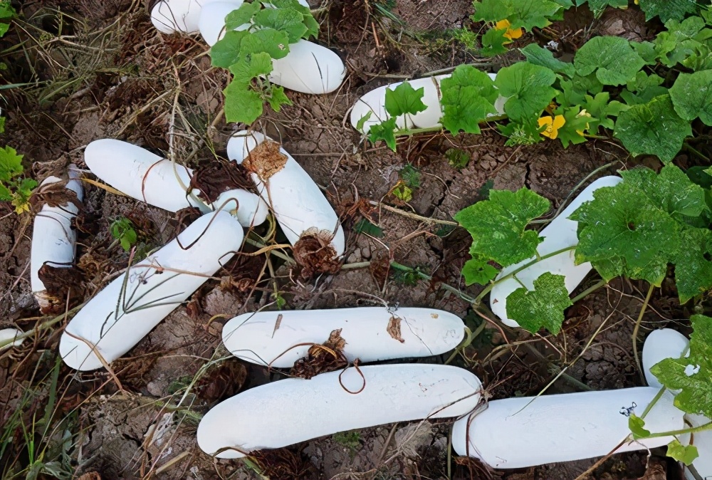 這個(gè)品種太優(yōu)秀了！耐儲(chǔ)耐運(yùn)，適合大面積種植，菜農(nóng)瓜販都喜歡