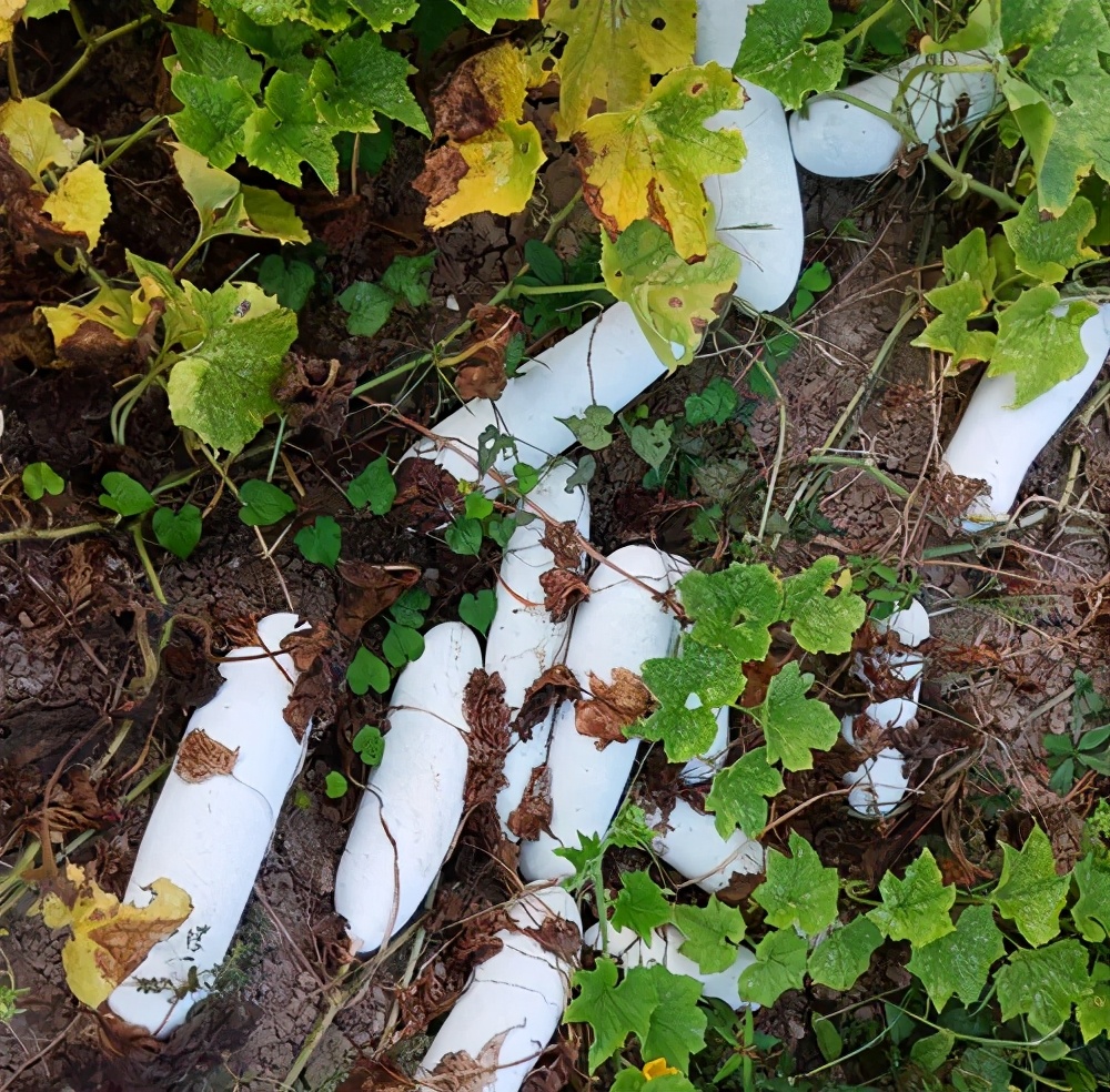 這個(gè)品種太優(yōu)秀了！耐儲(chǔ)耐運(yùn)，適合大面積種植，菜農(nóng)瓜販都喜歡