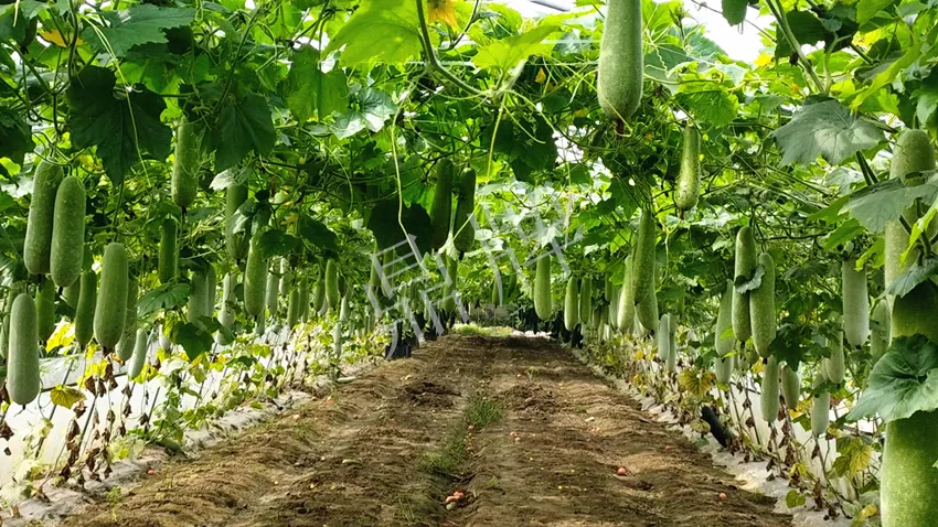 什么品種的冬瓜按個(gè)買(mǎi)？?jī)r(jià)格是同期黑皮冬瓜五倍