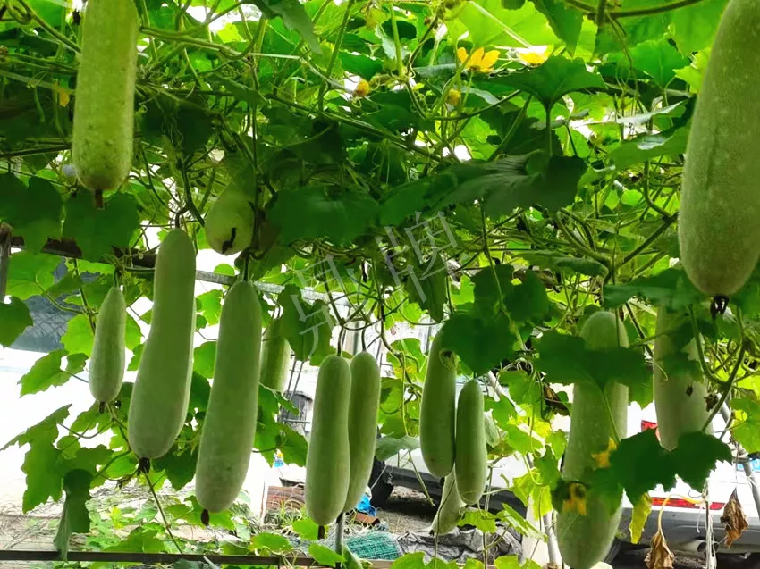 什么品種的冬瓜按個(gè)買(mǎi)？?jī)r(jià)格是同期黑皮冬瓜五倍