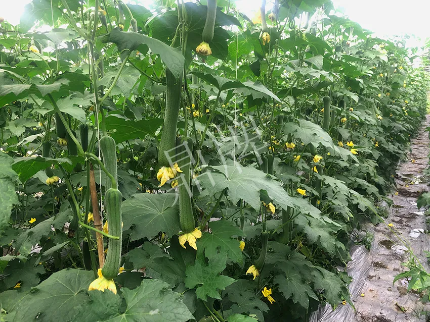 這個絲瓜怎么種都優(yōu)秀！賣價和產(chǎn)量都很高