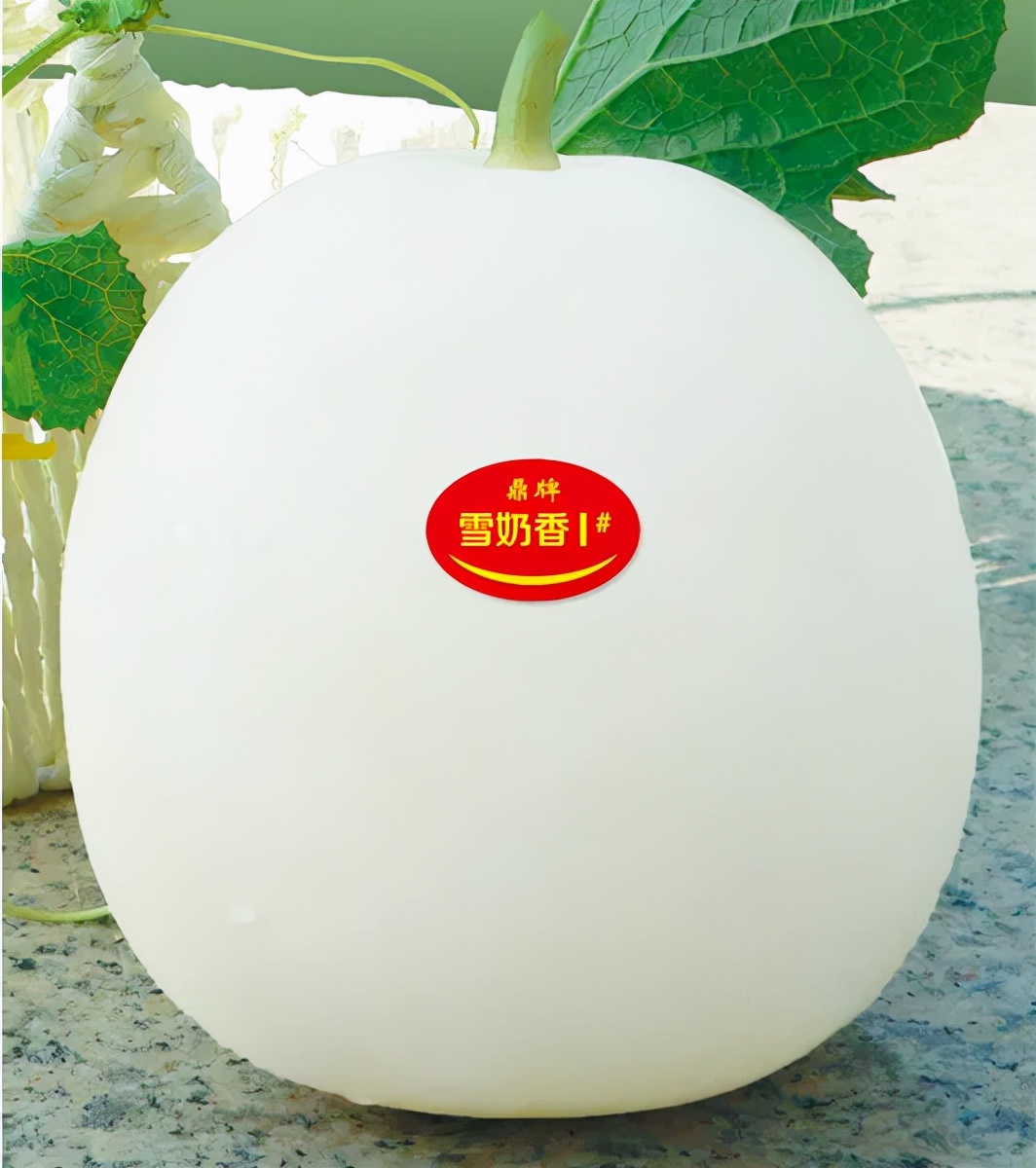 河南焦作的李向林今年種植甜瓜新品種，客戶直接拉貨走人