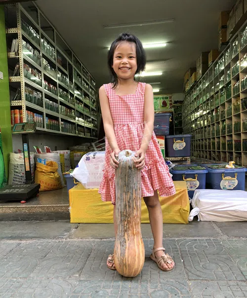 四川農(nóng)戶今年種“健美蜜本”南瓜產(chǎn)量高，品質好，感覺巴適得很