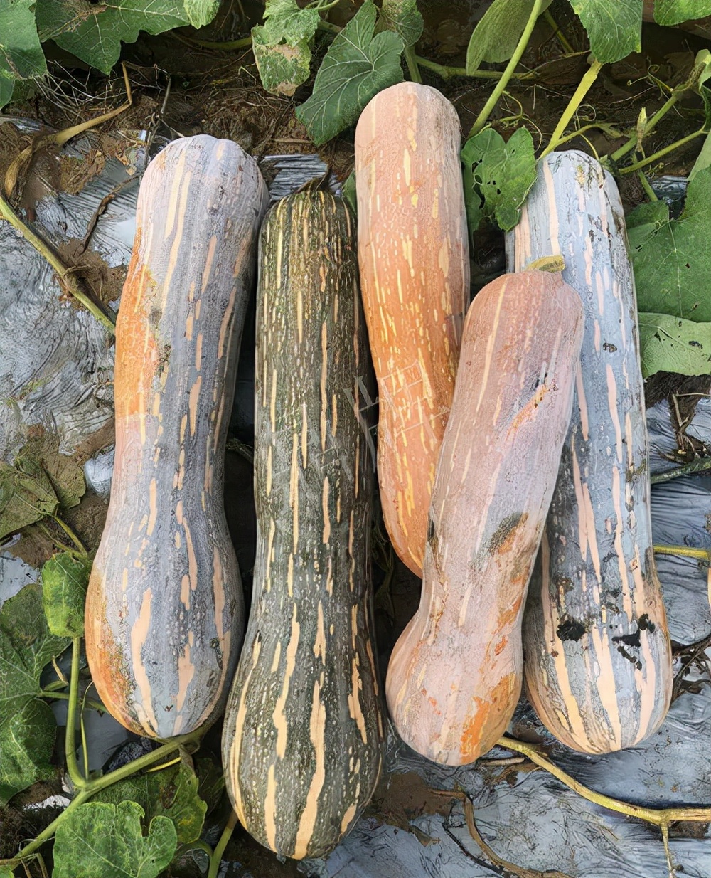 四川農(nóng)戶今年種“健美蜜本”南瓜產(chǎn)量高，品質好，感覺巴適得很