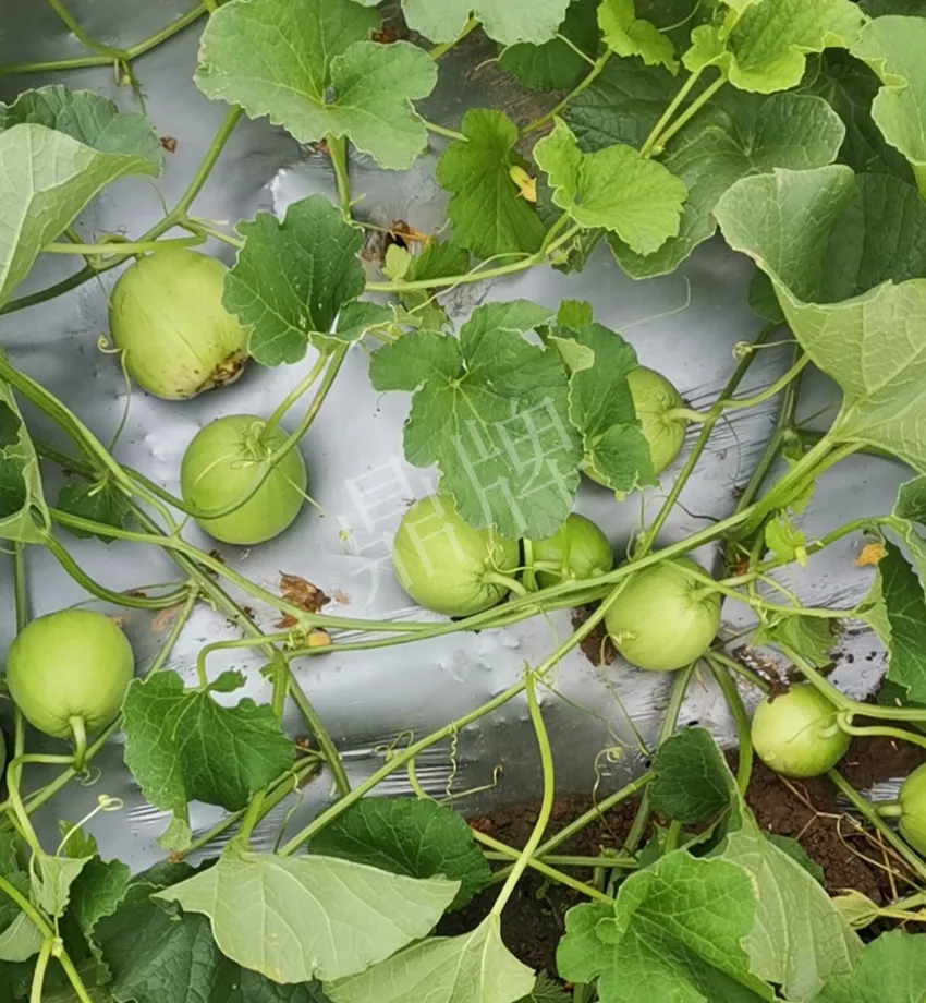 其他品種的甜瓜2塊1斤都賣不動，我的玉奶香2號甜瓜2塊5直接搶