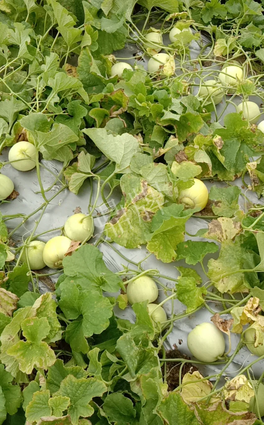 其他品種的甜瓜2塊1斤都賣不動，我的玉奶香2號甜瓜2塊5直接搶