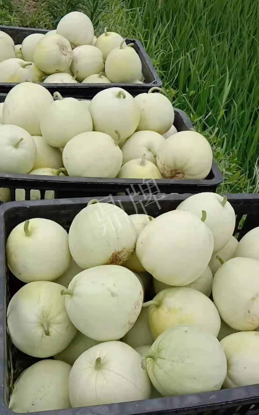 其他品種的甜瓜2塊1斤都賣不動，我的玉奶香2號甜瓜2塊5直接搶