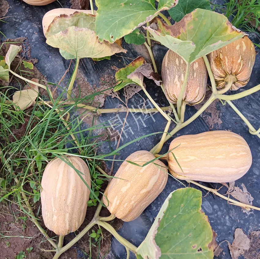 襄陽農民“押寶”押對了，這個品種幫他賺了2倍錢