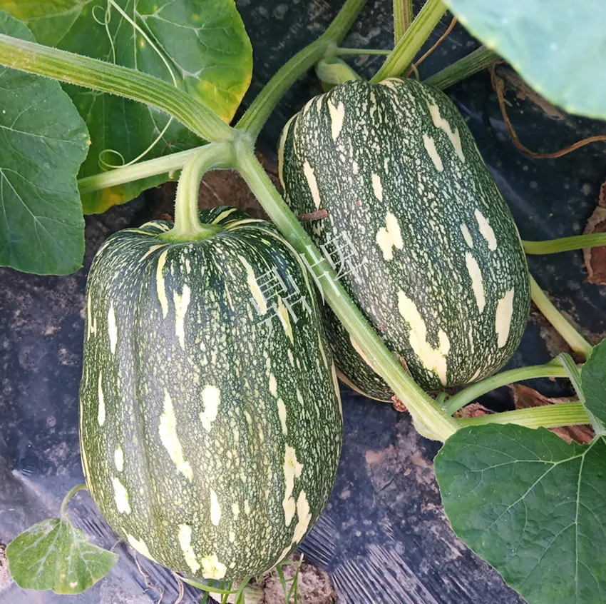 襄陽農民“押寶”押對了，這個品種幫他賺了2倍錢