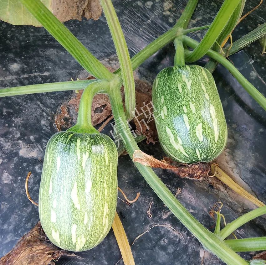 襄陽農民“押寶”押對了，這個品種幫他賺了2倍錢